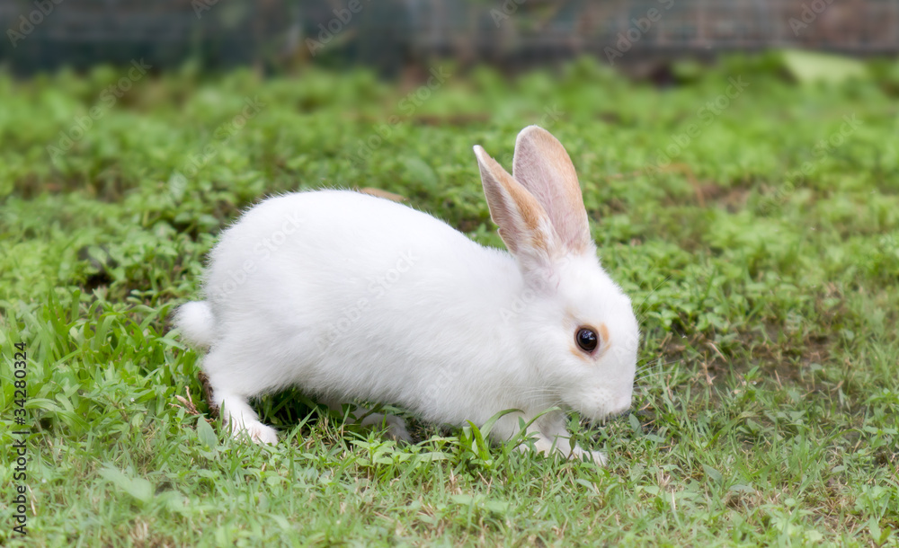 White rabbit in fresh green grass White rabbit in fresh green grass