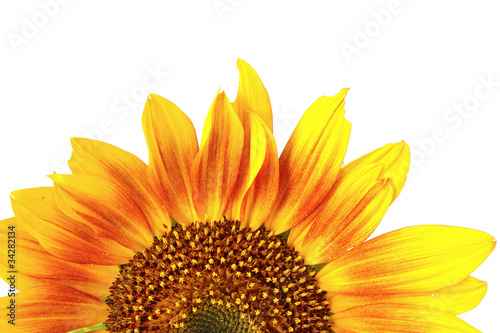 beautiful bright sunflower isolated on white