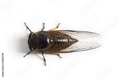 cicada © zhu difeng