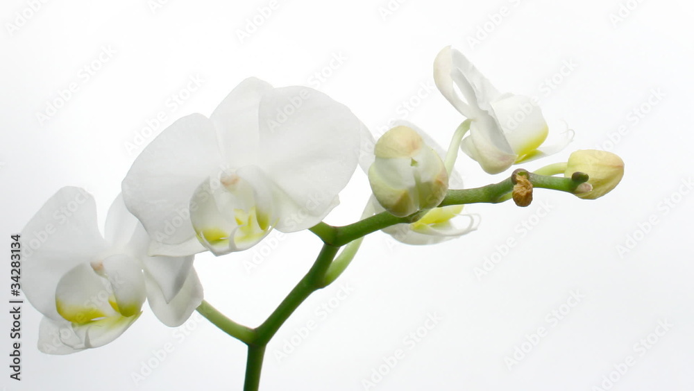 Orchid Timelapse Orchid Timelapse