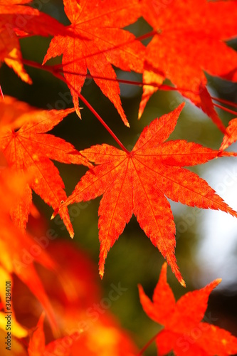 紅葉　もみじ　アップ