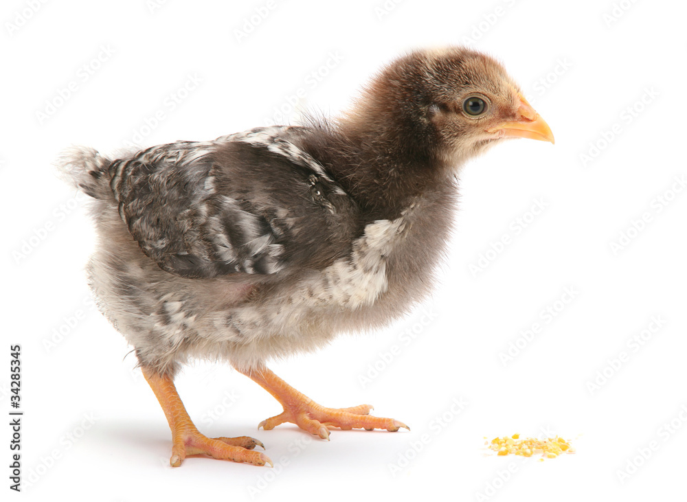 Baby chicken eat corn Baby chicken eat corn