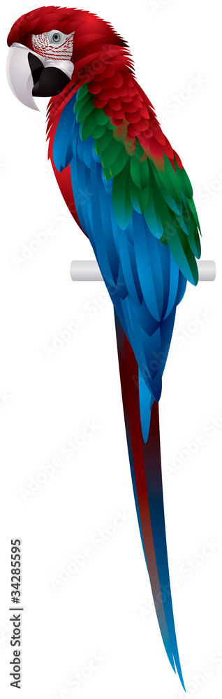 Fototapeta premium Parrot, Red-and-green Macaw