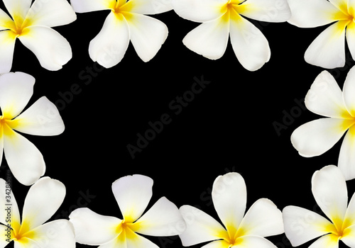 Frangipani flower frame isolated on black background © Nuchylee