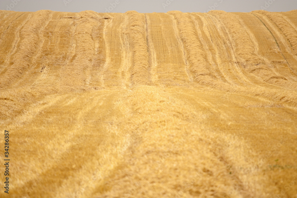 Fototapeta premium Wheat field after harvesting