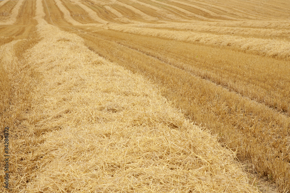Fototapeta premium Wheat field after harvesting