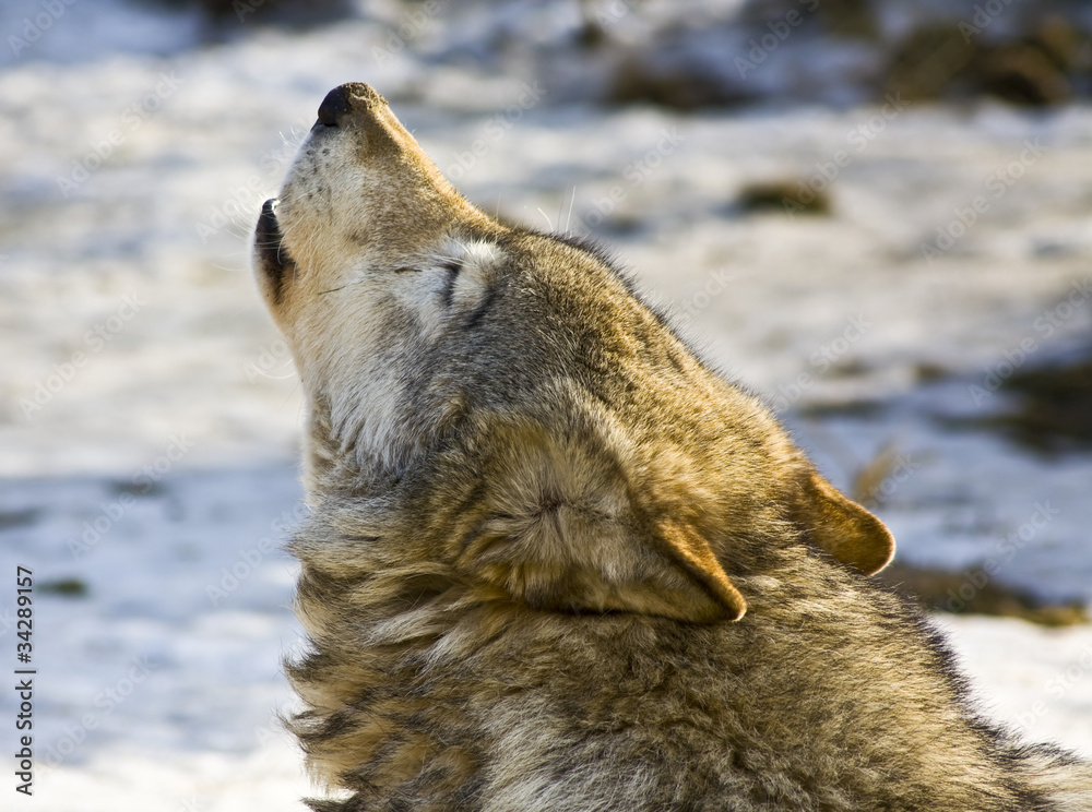 Fototapeta premium Wolf