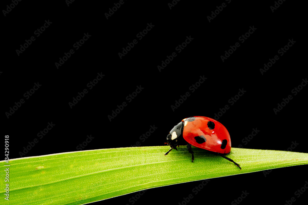 ladybug isolated on black ladybug isolated on black
