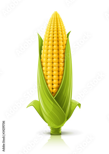 corncob vector illustration