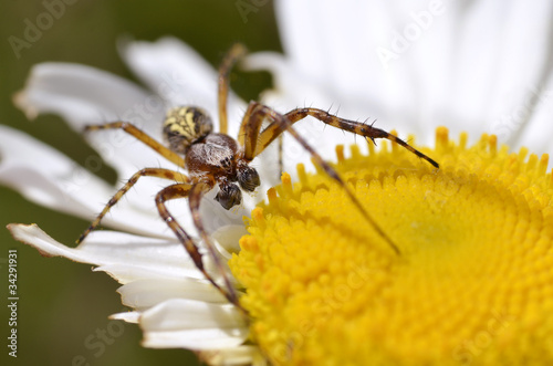 Araignée sur une fleur de marguerite photo