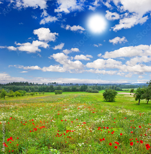 beautiful meadow and cloudy blue sky