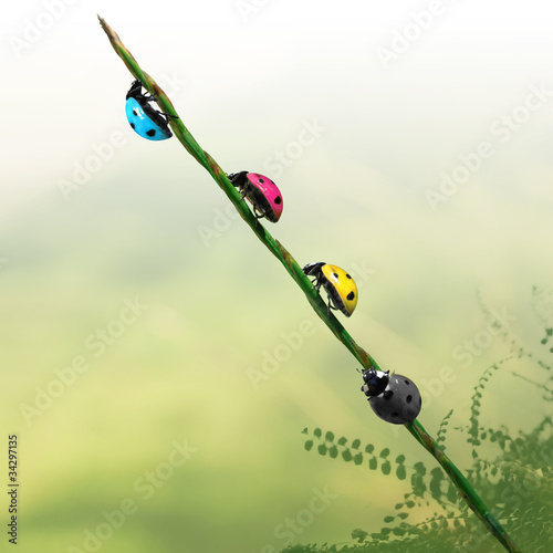 Coccinelles des couleurs cmjn dans l'herbe photo