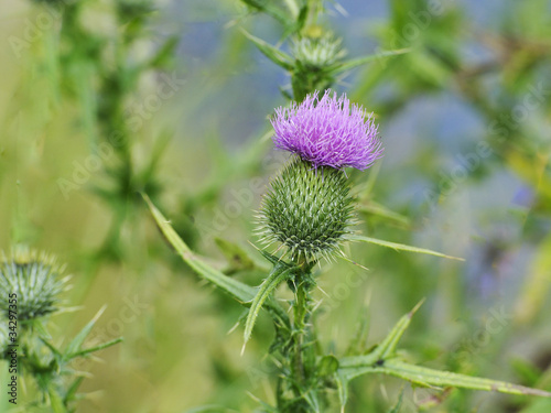 Mariendistel