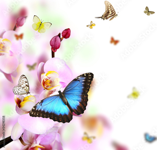 Butterflies on blossoms of orchid, isolated on white background