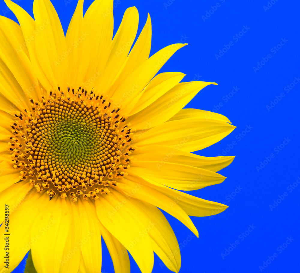 Obraz premium flowering sunflower on a blue background