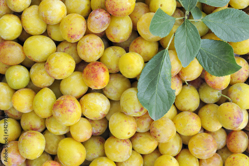 Ripe yellow french mirabelles photo