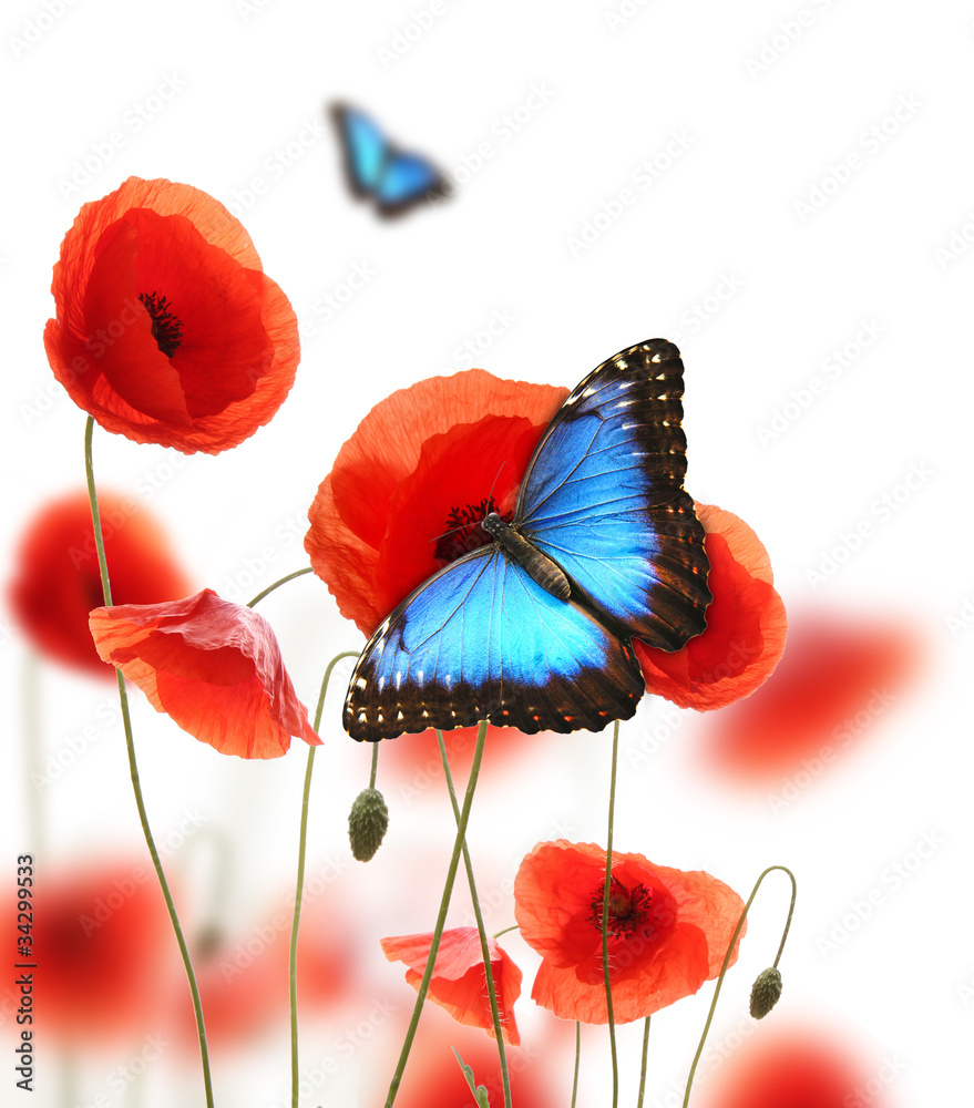 Obraz premium Exotic butterfly on poppy blossom, isolated on white background