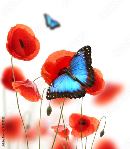 Exotic butterfly on poppy blossom, isolated on white background #34299533