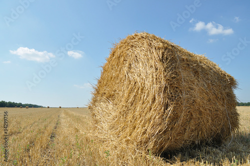 On the sloping field of wheat is a big stack of twisted straw