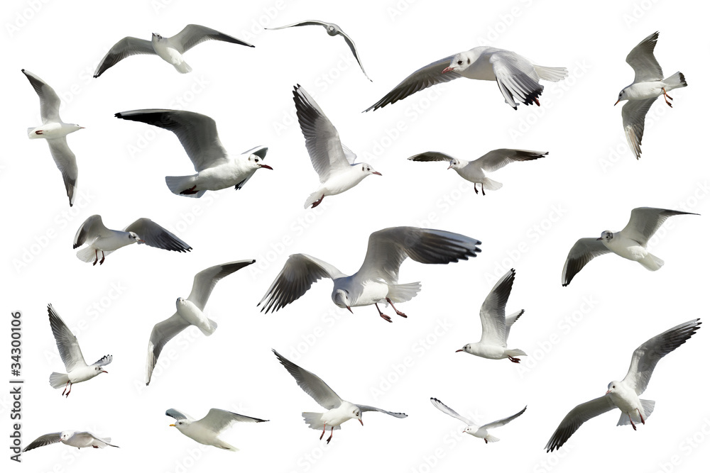 Fototapeta premium zestaw białych ptaków latających na białym tle. mewy