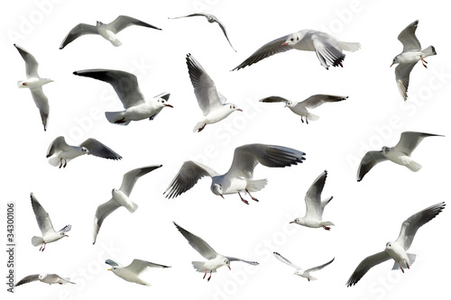 set of white flying birds isolated. gulls