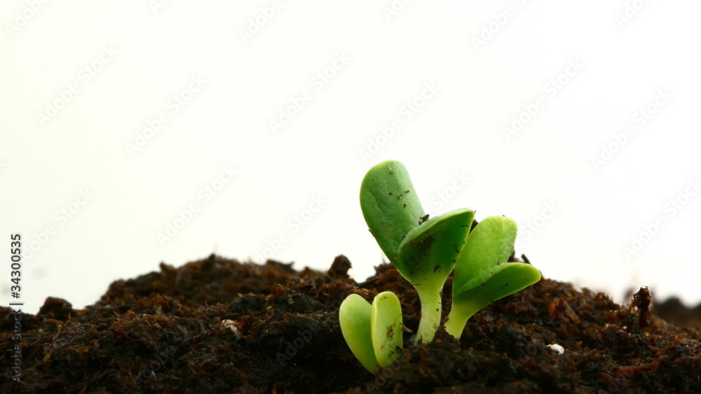 Seedling Timelapse