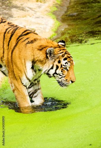 Tiger Panthera tigris altaica