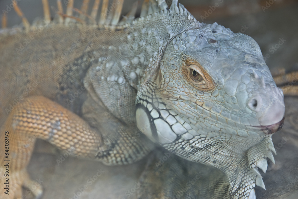 Obraz premium Monitor lizard