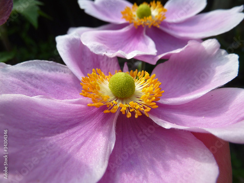 Close Up Japanese Anemone