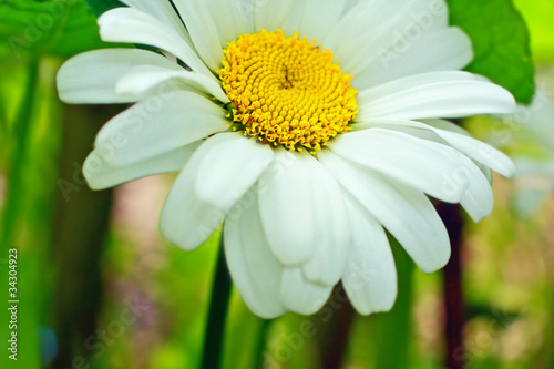 Daisy in the garden close up