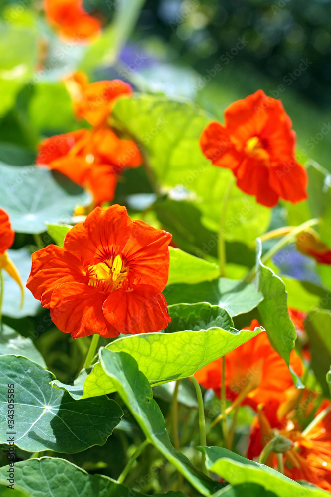 Blooming nasturtium in the garden Blooming nasturtium in the garden