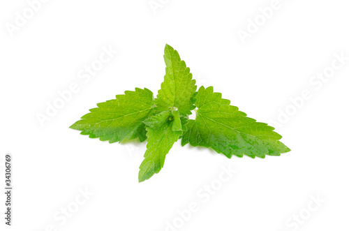 Green fresh mint