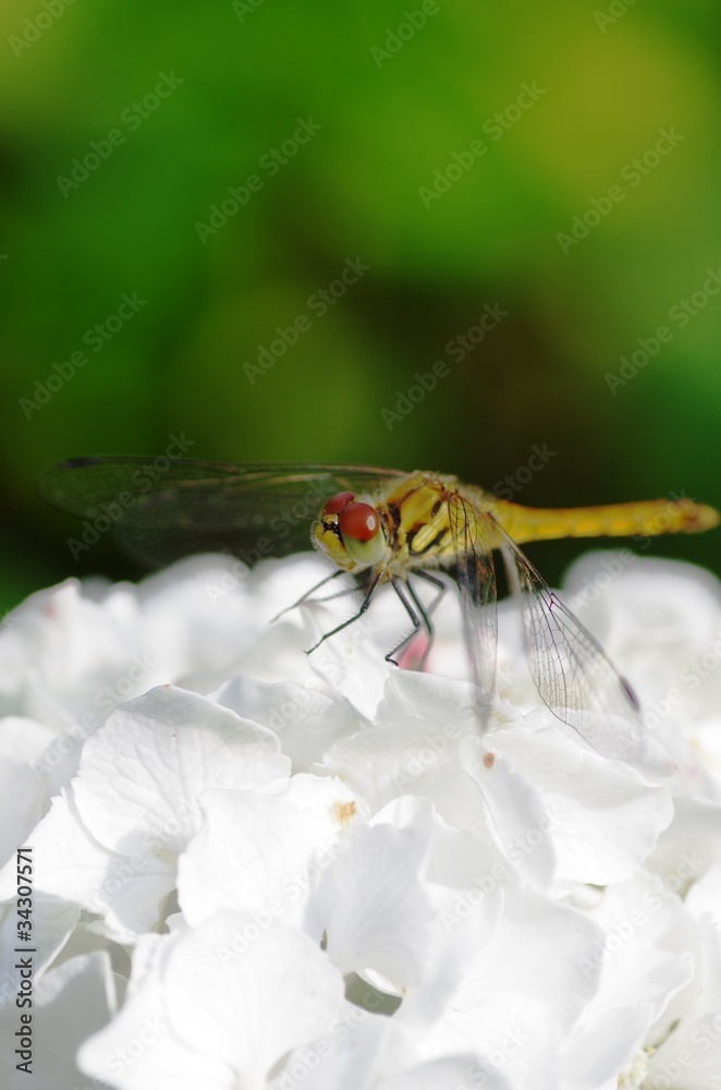 白い紫陽花とトンボ 白い紫陽花とトンボ
