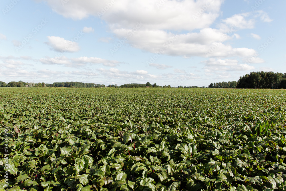 Beet field.