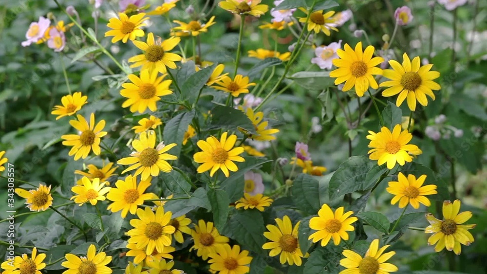 Yellow rudbeckia flowers in the garden on wind Yellow rudbeckia flowers in the garden on wind