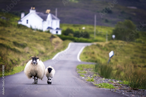 Sheep walking with its lamb on road in Scotland.