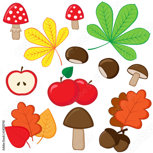 Set of autumnal nature elements on white background.