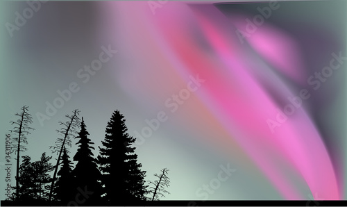 trees silhouettes under aurora