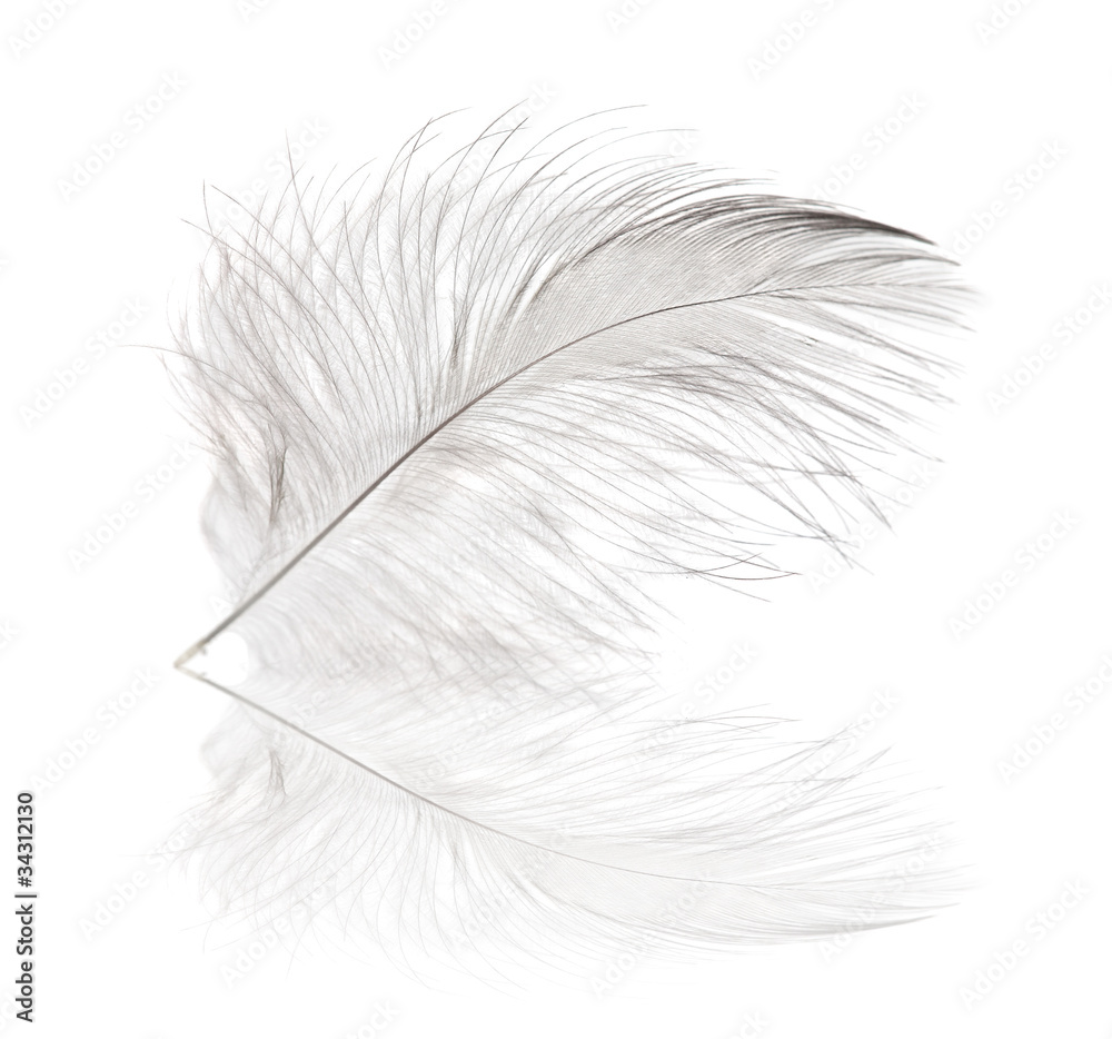 Obraz premium light single feather and reflection