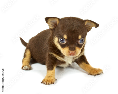 small chihuahua puppy