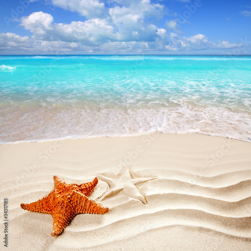 caribbean tropical beach white sand starfish shell