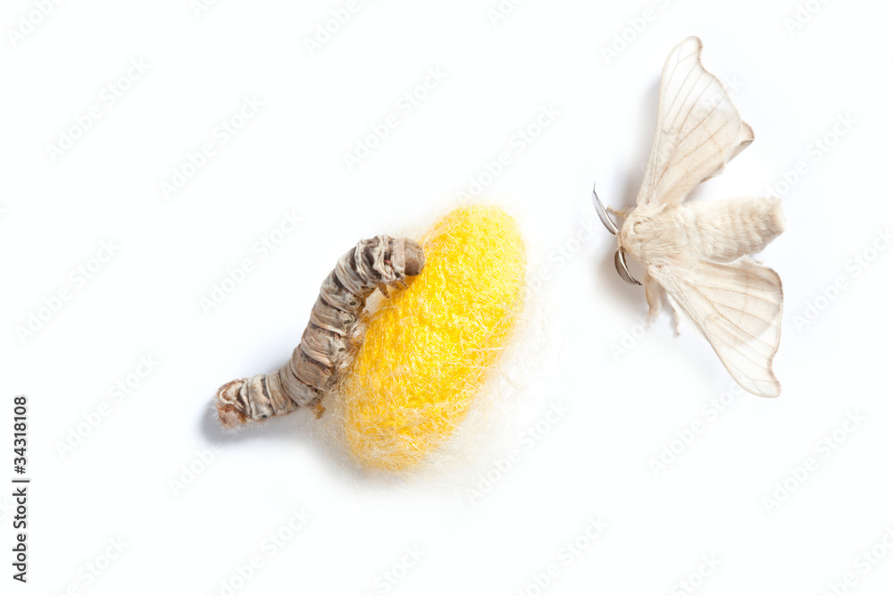 butterfly silkworm cocoon silk worm three stages