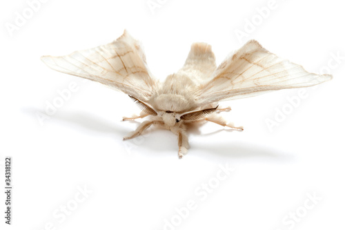 Canvas-taulu butterfly white of silkworm silk worm isolated