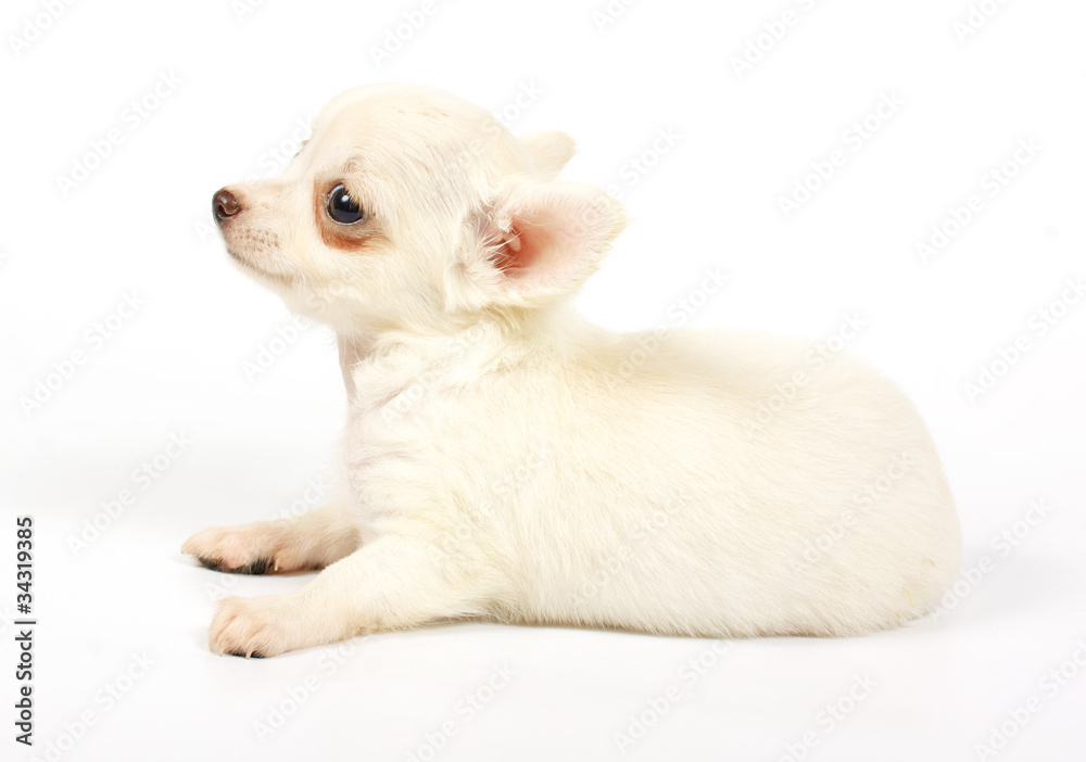 small chihuahua puppy small chihuahua puppy