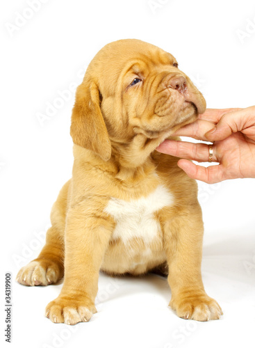 Bordeaux dog puppy