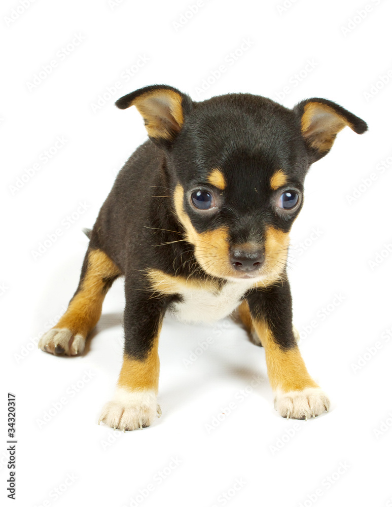 small chihuahua puppy