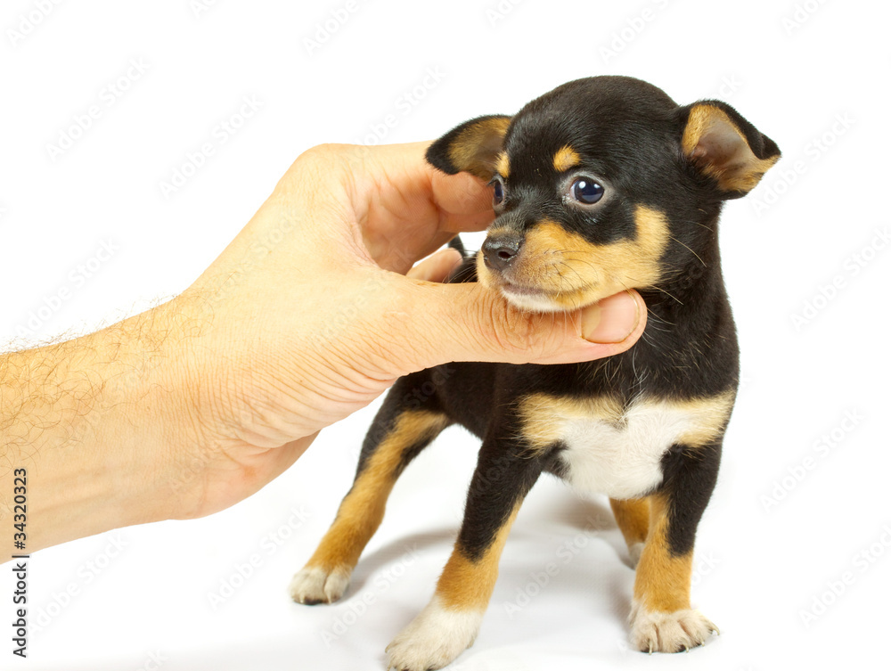 small chihuahua puppy