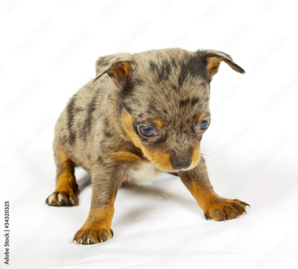 small chihuahua puppy small chihuahua puppy