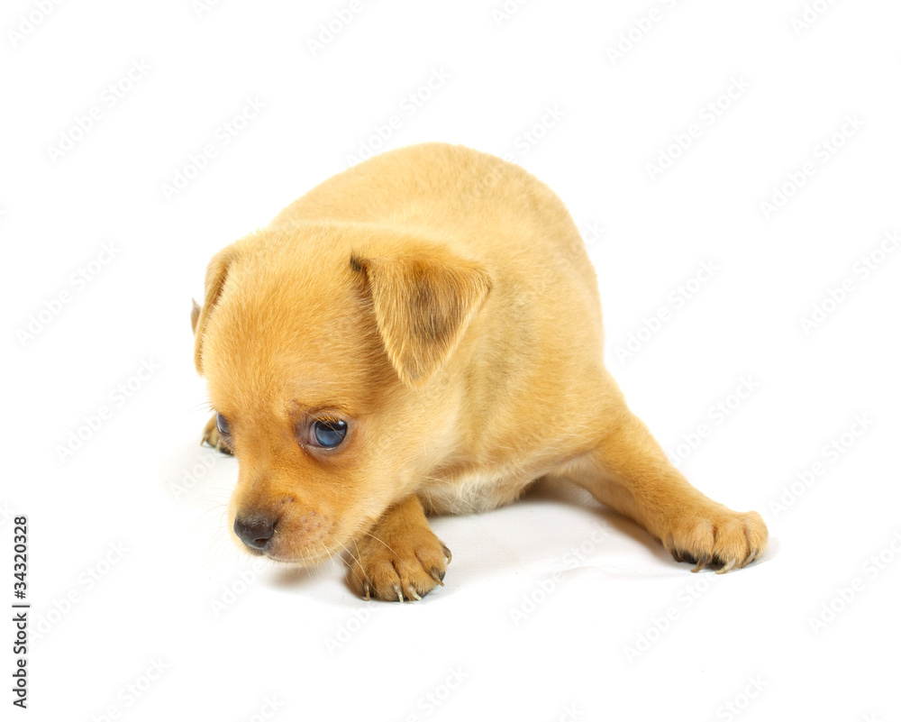 small chihuahua puppy