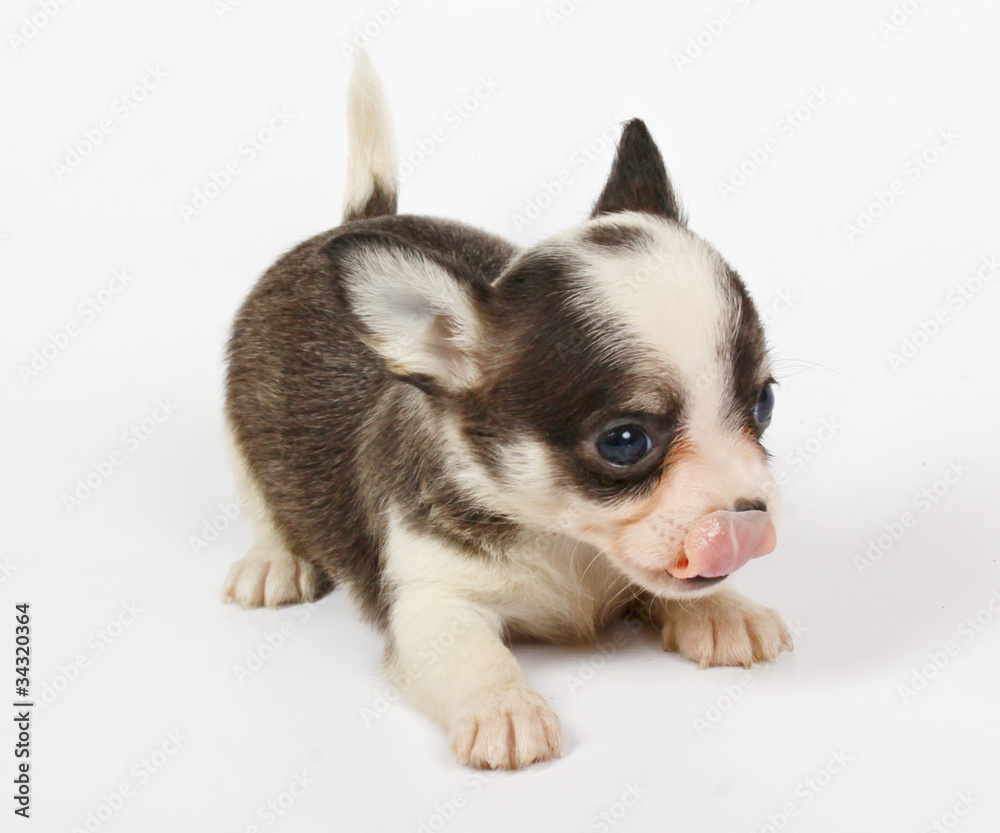 small chihuahua puppy small chihuahua puppy